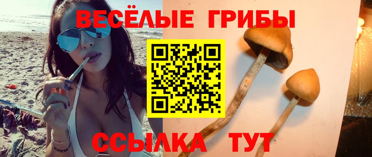 Юрга  Галлюциногенные грибы GOLDEN TEACHER  Галлюциногенные грибы Psilocybine cubensis  Вход с VPN 